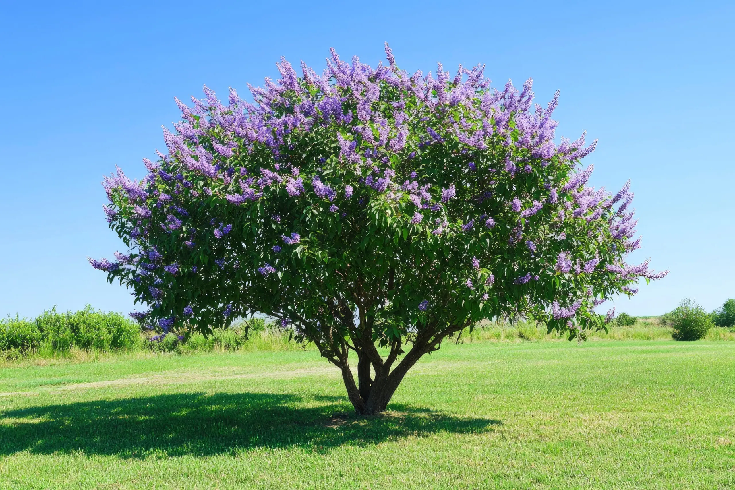 Vitex Trees: Embracing their Beauty in Midland, TX