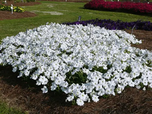 PetuniaExplorerWhite