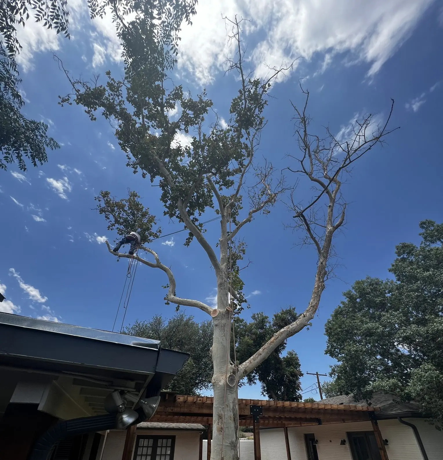 a climber removing a tree in odessa tx