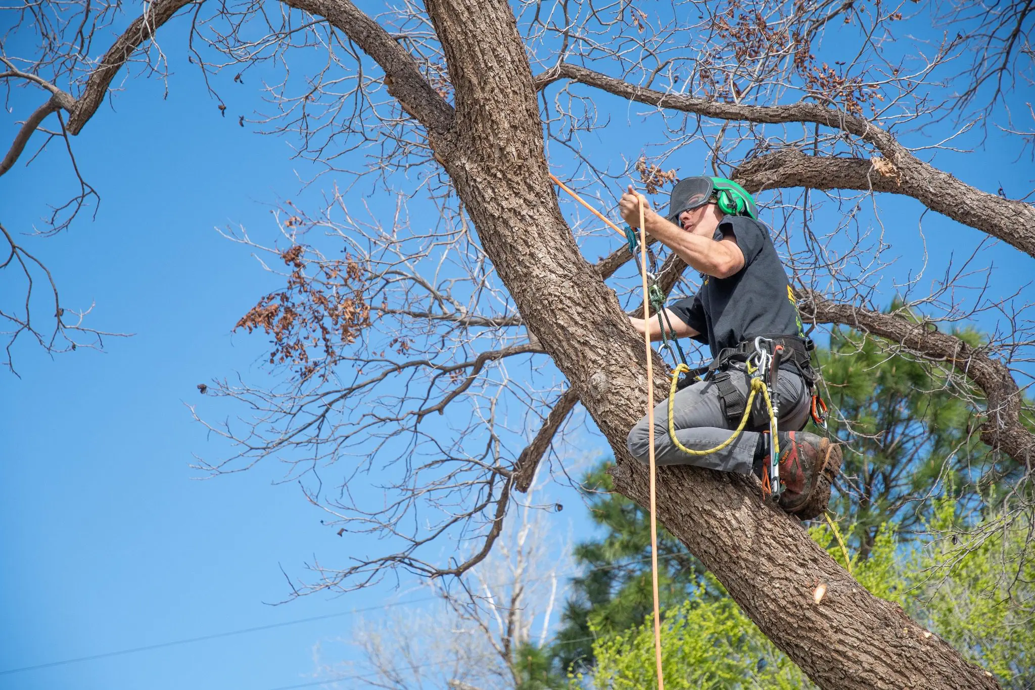 Tree pruning at the right times will minimize damage and promote overall health.