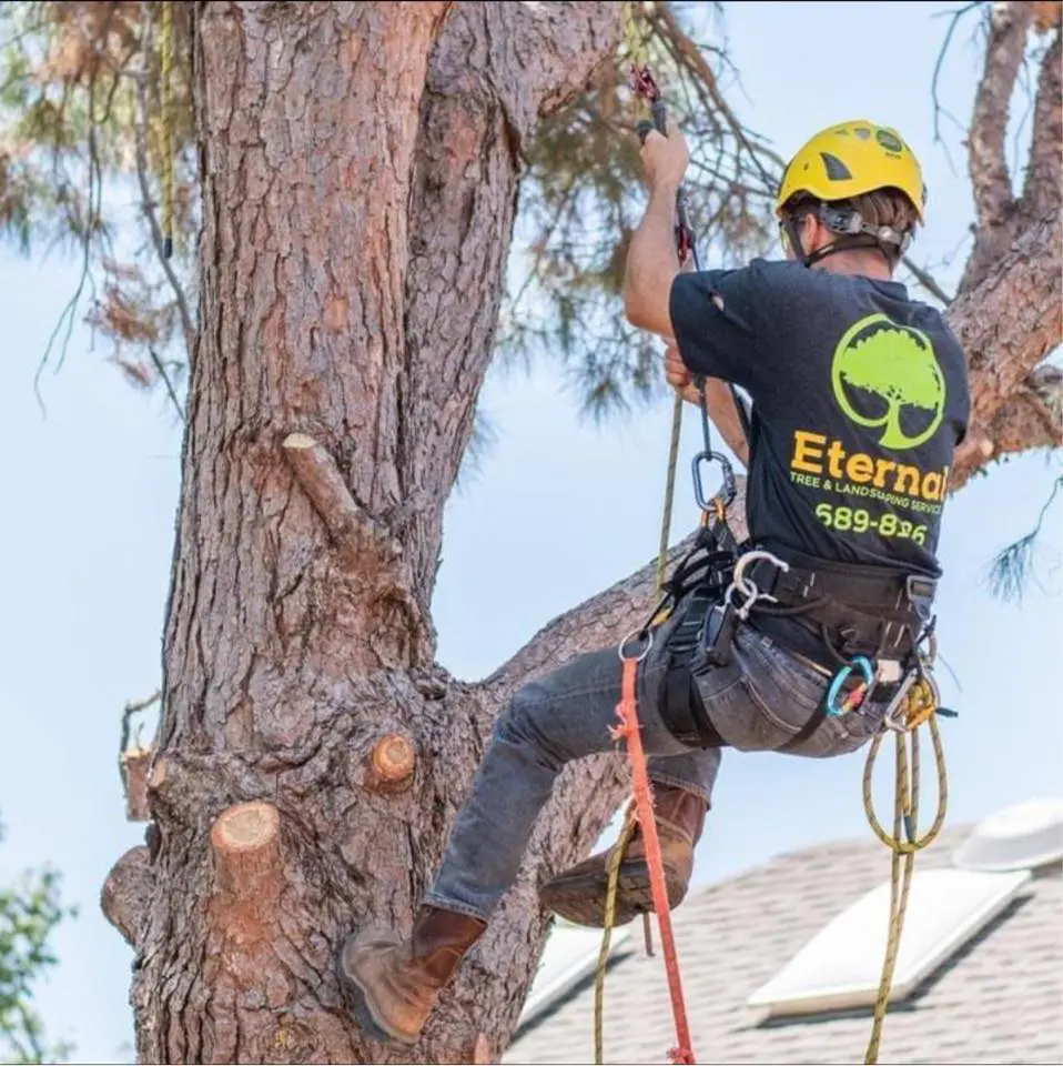 Experienced climbers can reach heights that machines may not be able to get to. Certified tree service in Midland, TX.