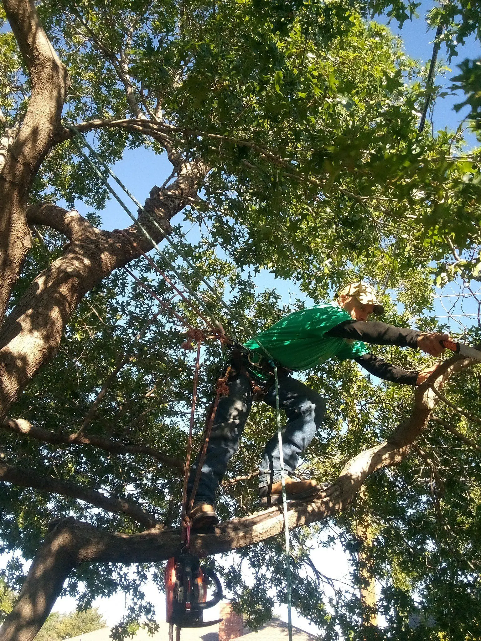Tree Pruning Secrets Revealed: Don&rsquo;t Make These Common Mistakes!