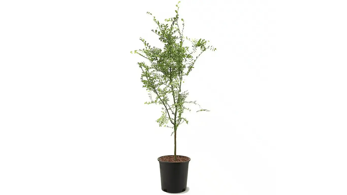 How Big is a #5 Container Tree? A Guide for West Texas Homeowners