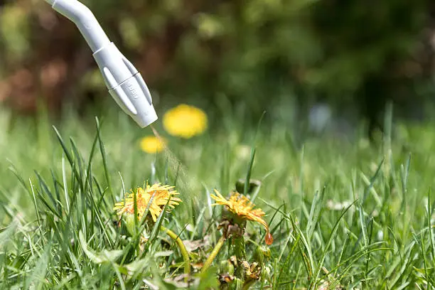 Weed removal and control services in Odessa, TX.