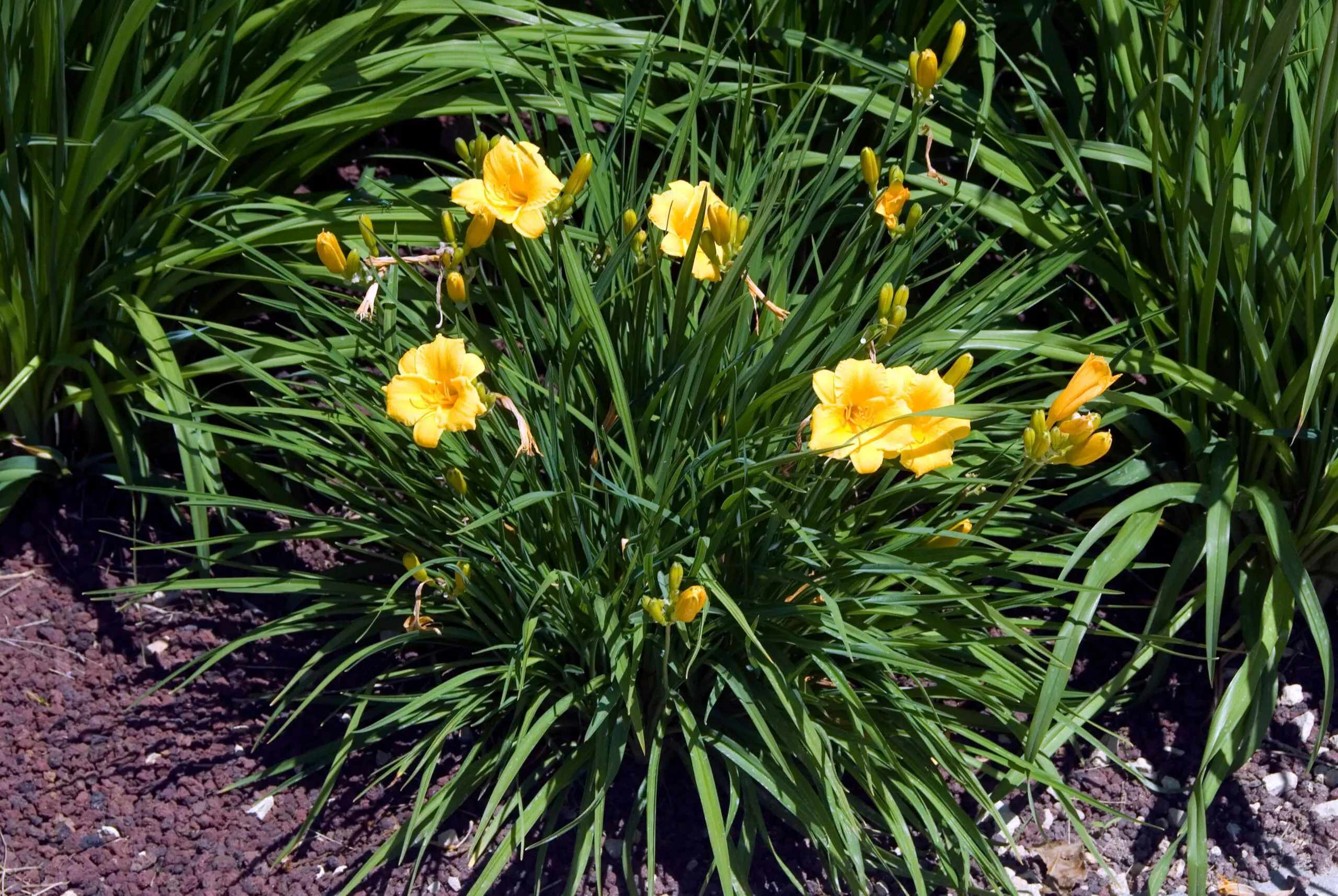 Why the Stella de Oro Lily is Midland&rsquo;s Perfect Perennial (And How to Grow It!)