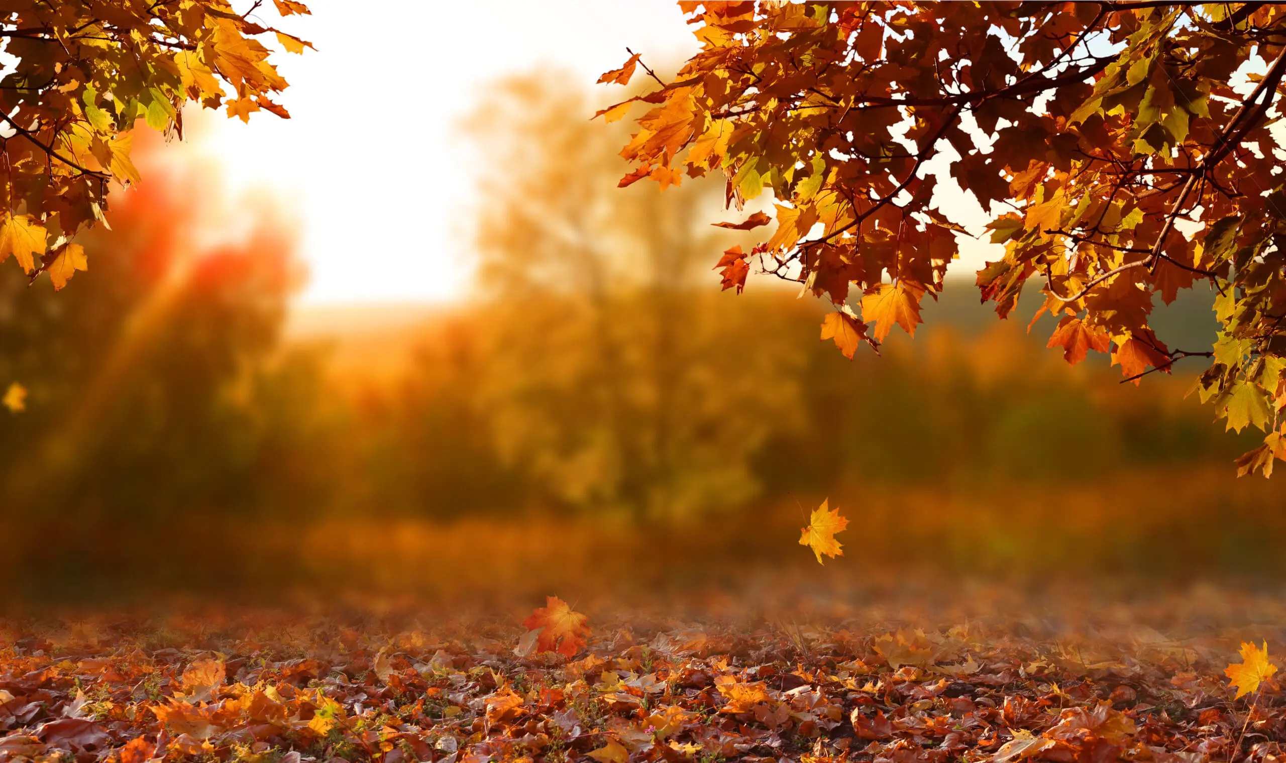 Autumn Color in Midland: What Makes the Foliage Pop (And How We Keep the Palette Rich)