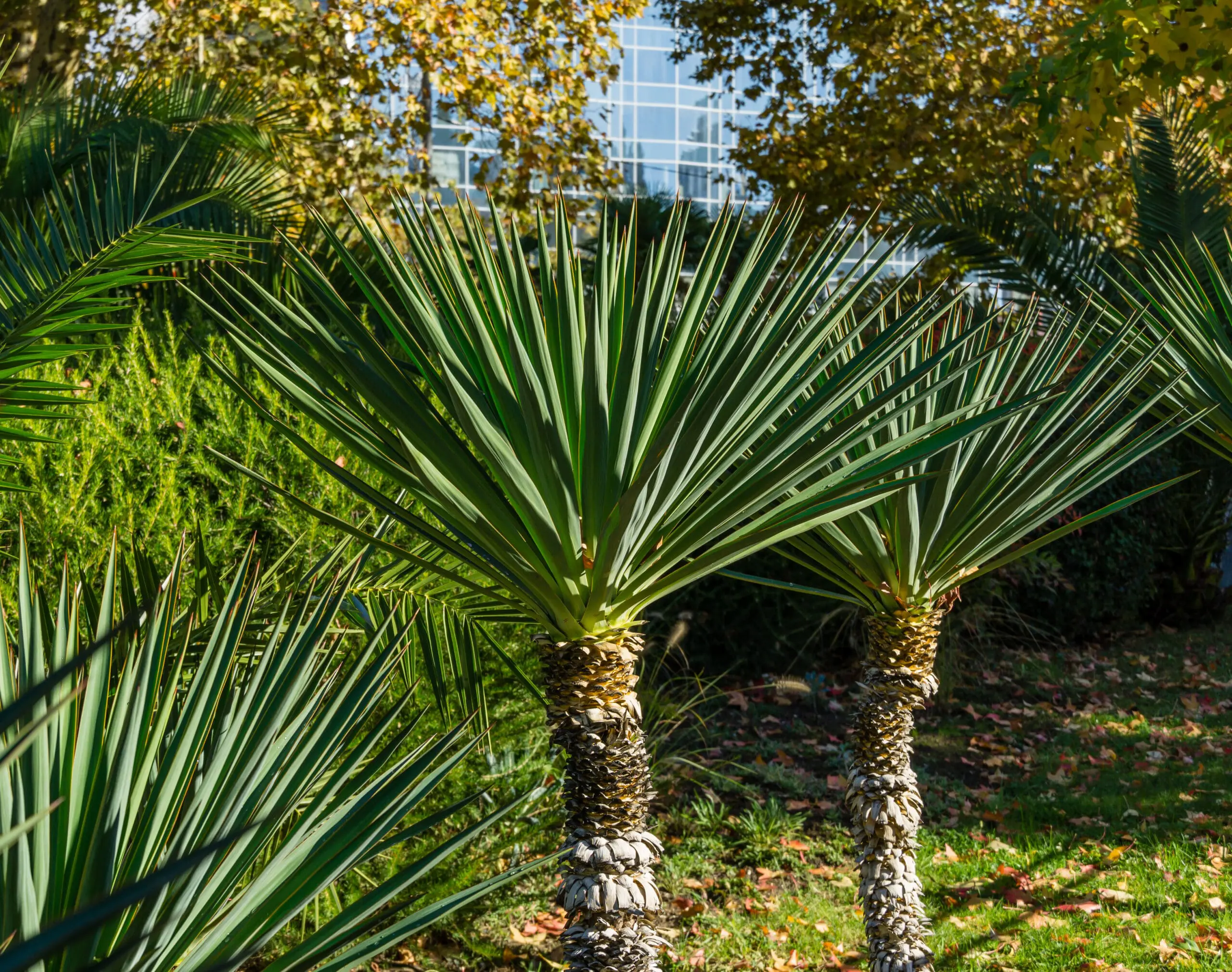 Spanish Dagger Yucca: Bold, Low-Maintenance, and Built for Texas Landscapes