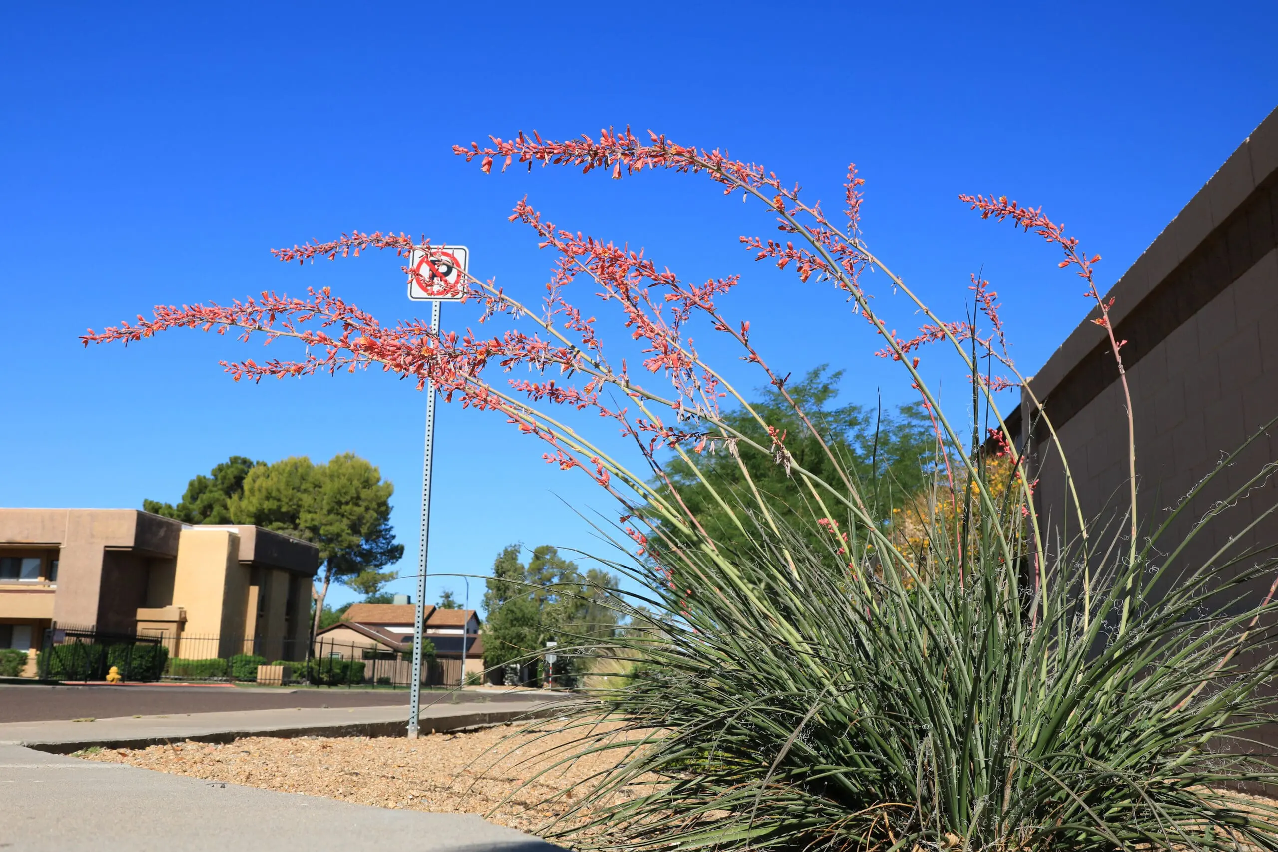 Plant Spotlight: Red Yucca &mdash; Tough, Beautiful, and Made for West Texas
