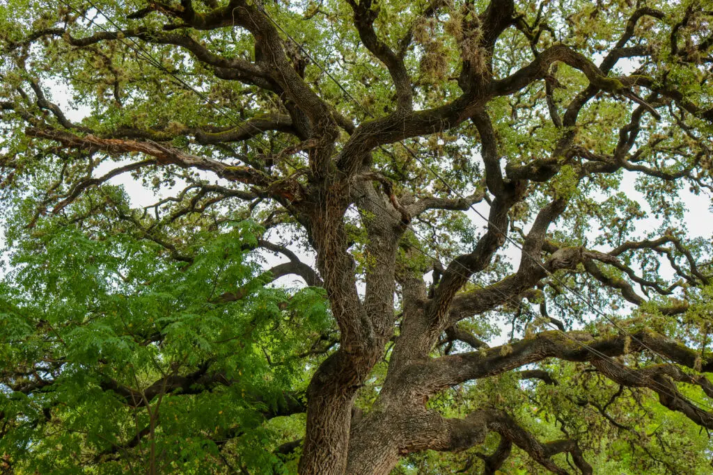 Texas Live Oak tree