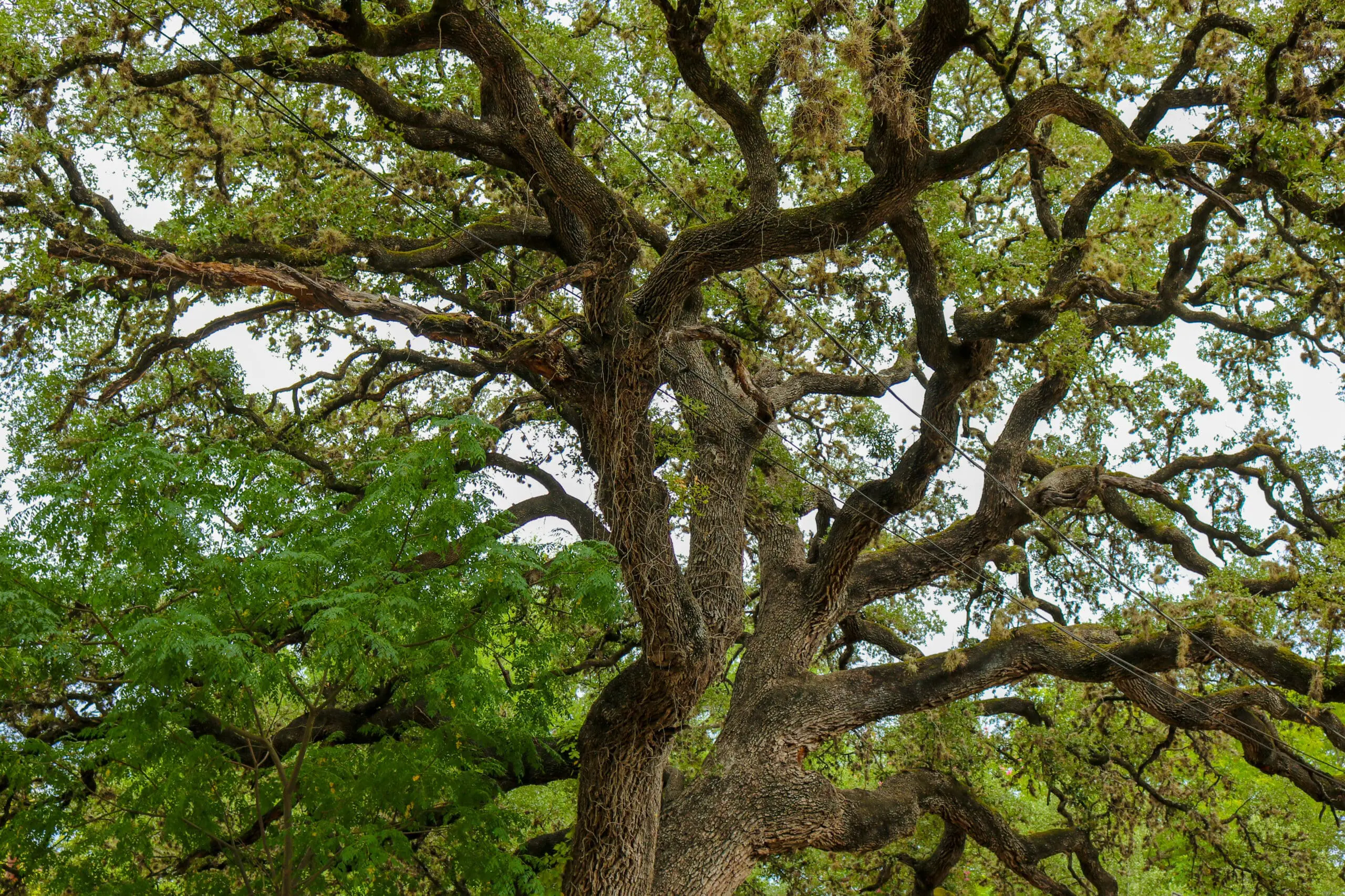 The Enduring Icon: Why the Texas Live Oak is a Midland Homeowner&rsquo;s Best Friend