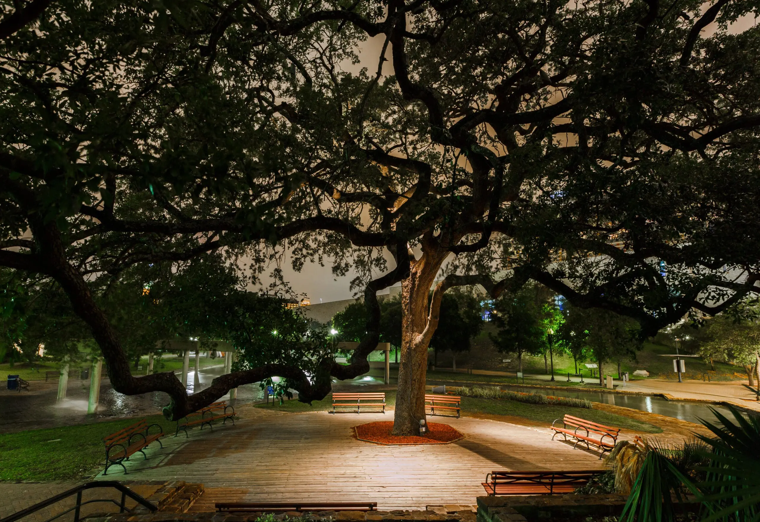 7 Common Trees in the Permian Basin &ndash; And How to Know When Yours Needs Professional Help