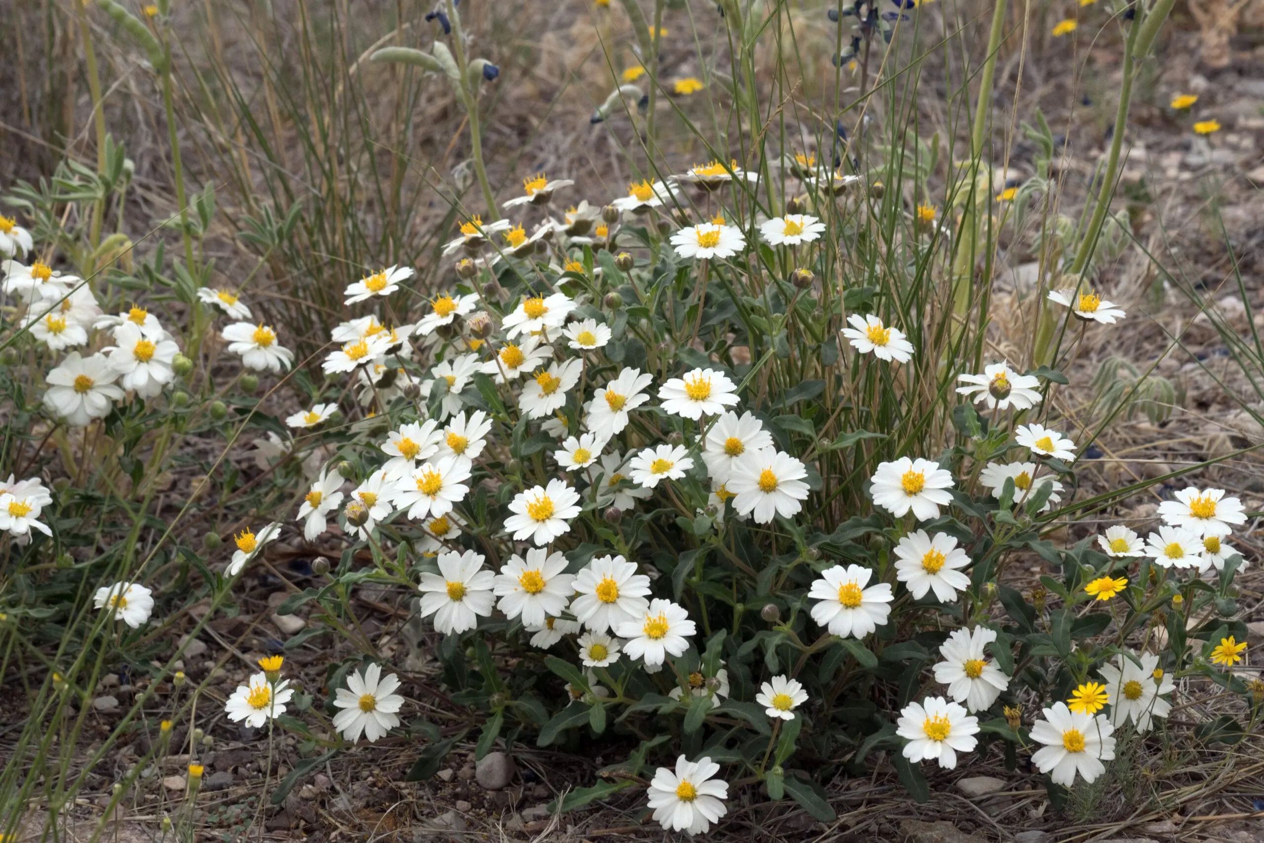 Unlock the Secret to a Gorgeous Yard: Top Plants for Midland, TX Landscaping!