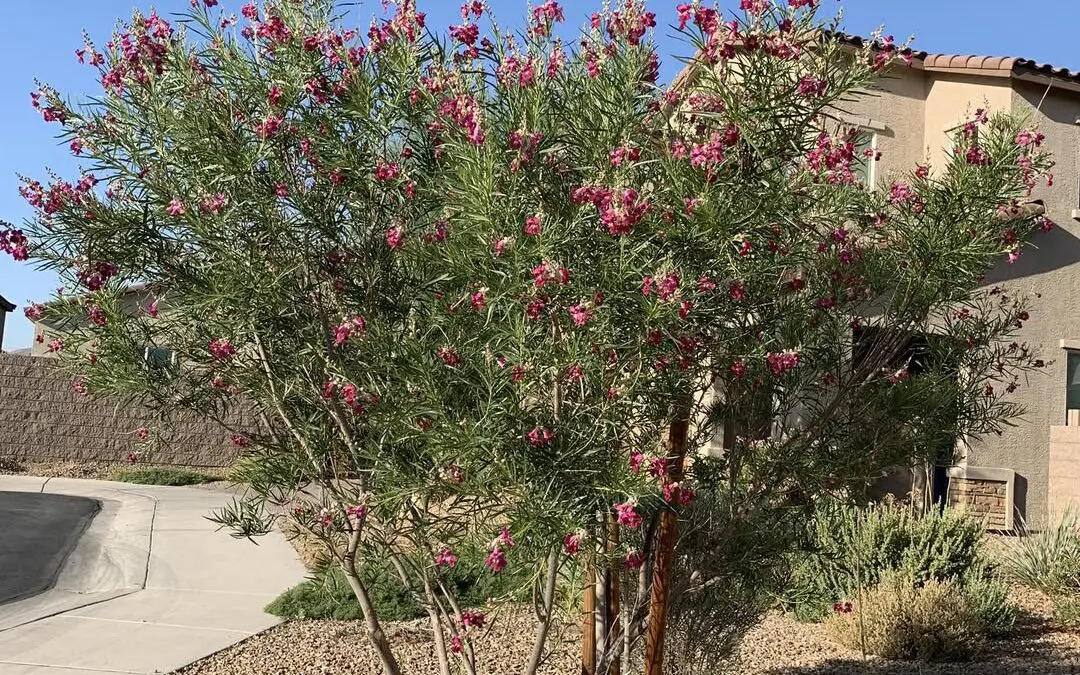 The Desert Willow: An Outstanding Choice for Midland, Texas