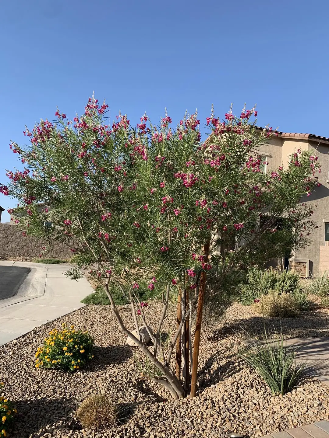 Desert Willows in Midland Texas thrive.
