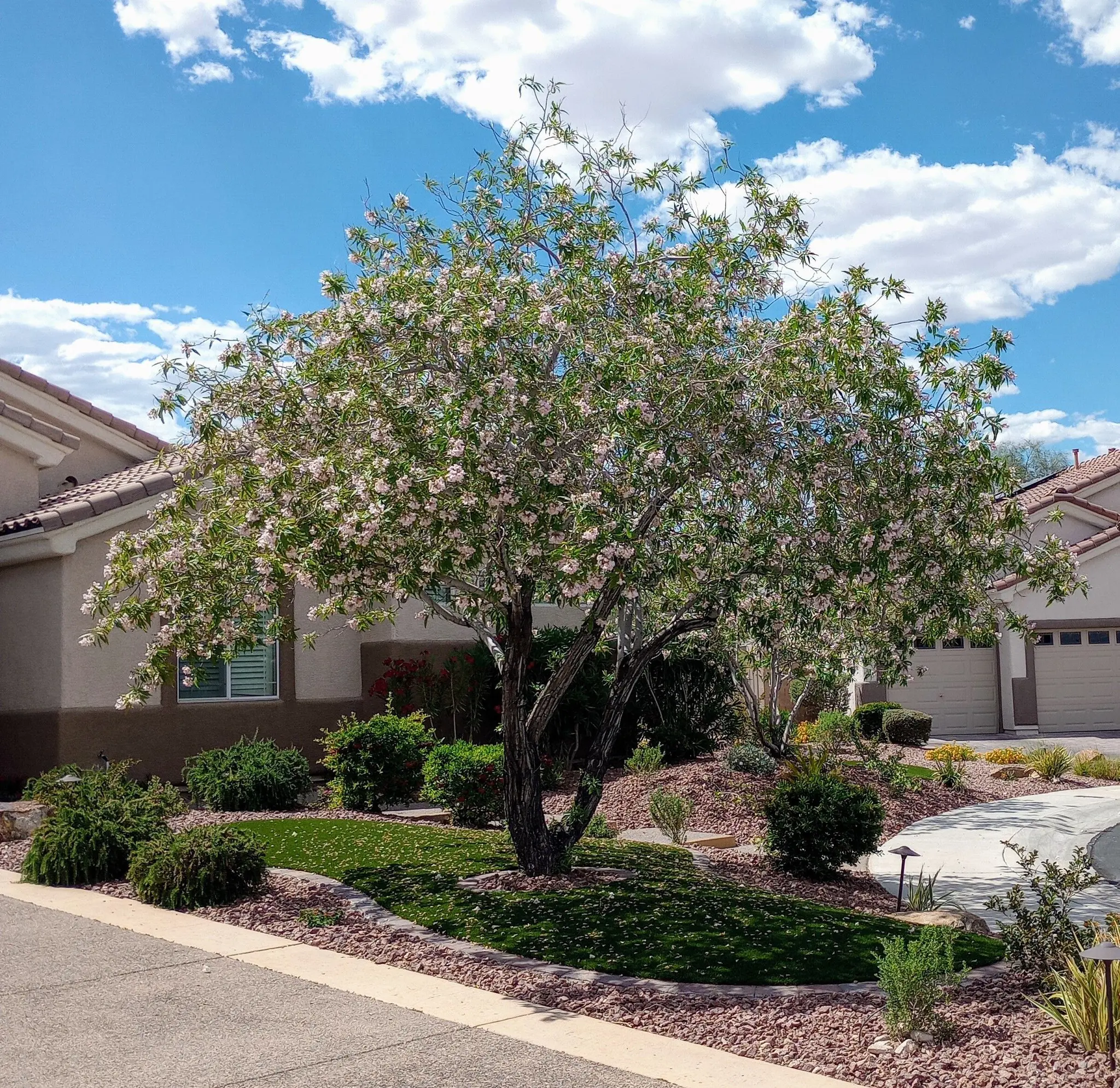 Best trees for West Texas