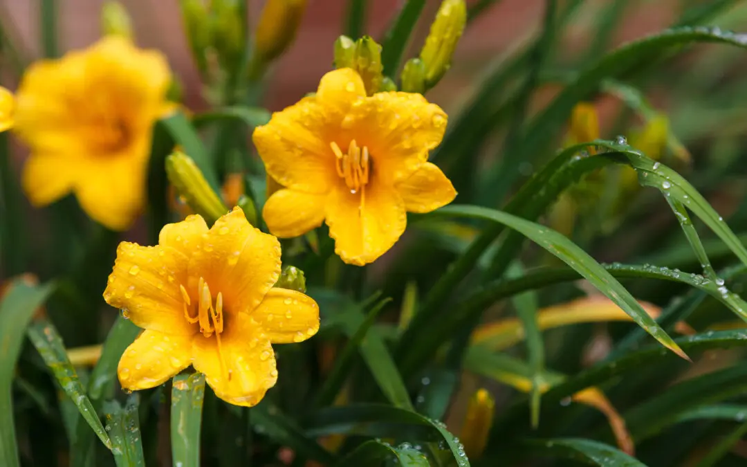Unlock the Secrets of Stella de Oro Daylily: The Ultimate Low-Maintenance Garden Star
