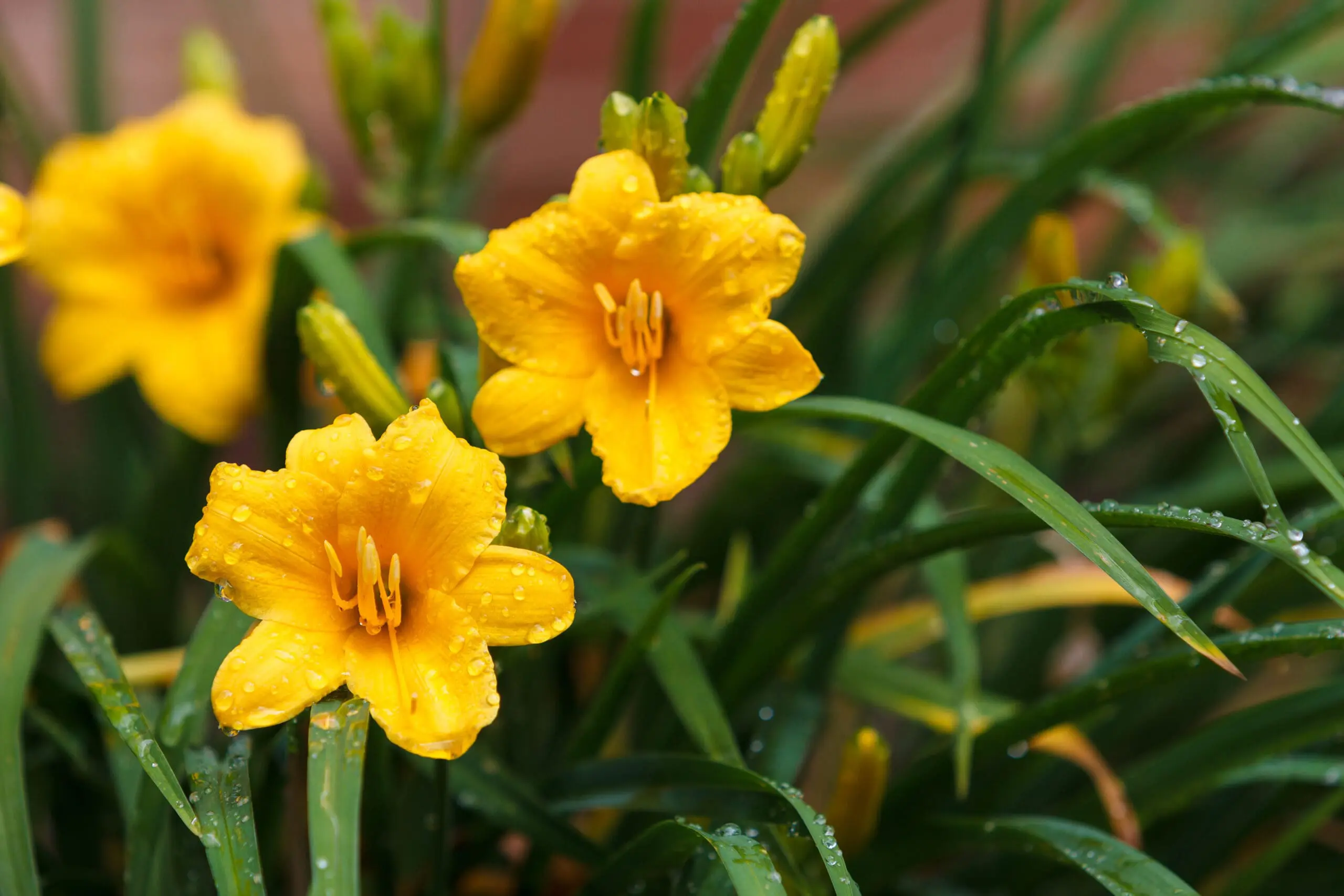 Unlock the Secrets of Stella de Oro Daylily: The Ultimate Low-Maintenance Garden Star