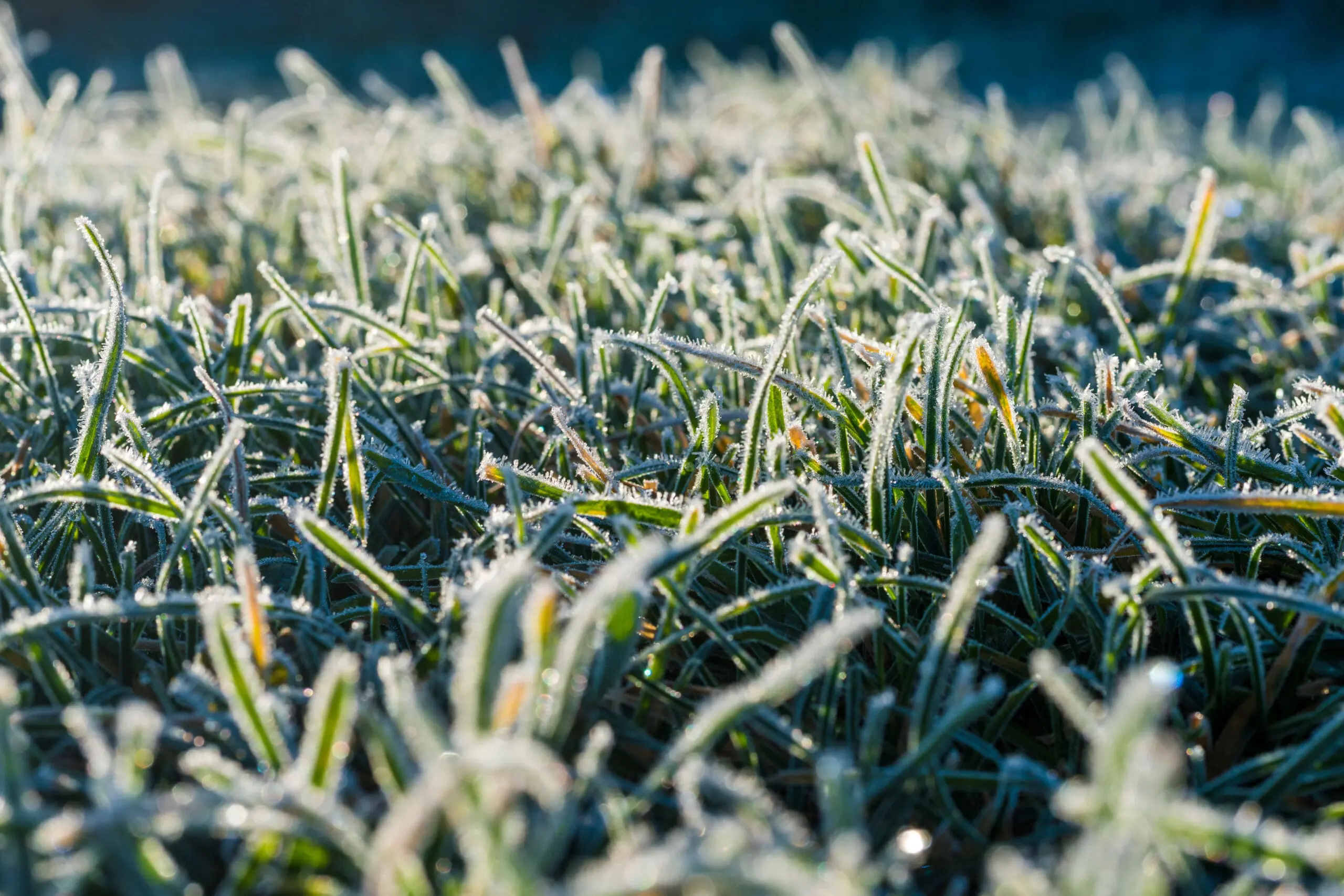 Why Your West Texas Lawn Looks Worse After Winter (And How to Fix It)
