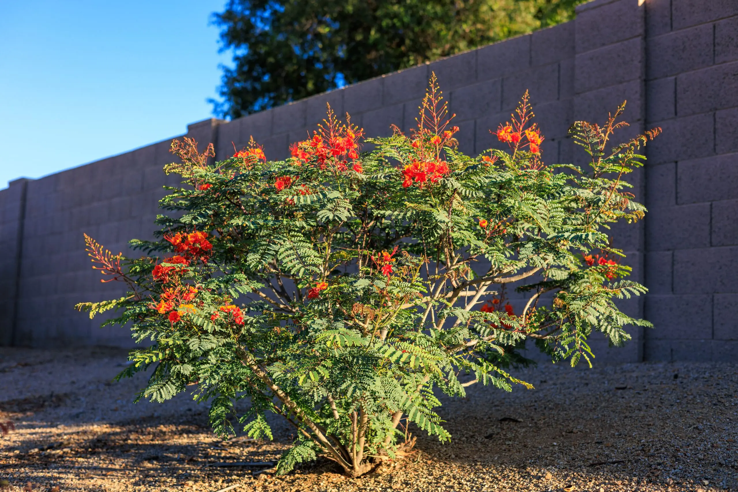 Pride of Barbados: The Fiery, Low-Maintenance Shrub Perfect for Texas Gardens