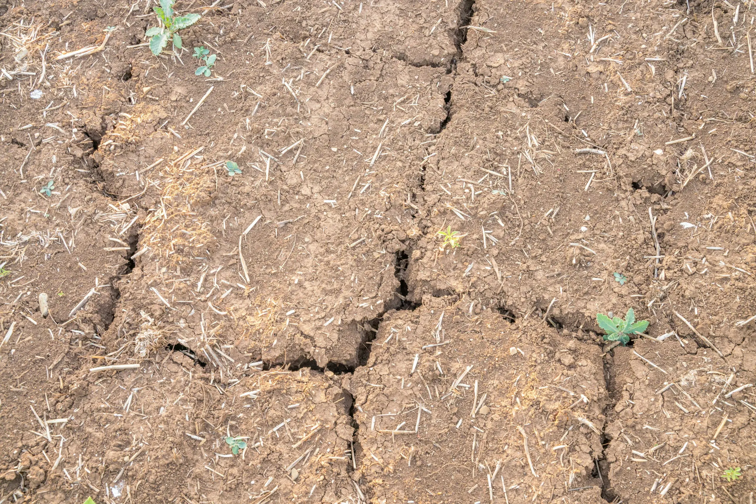 What&rsquo;s the Best Way to Decompact Soil in Midland TX?