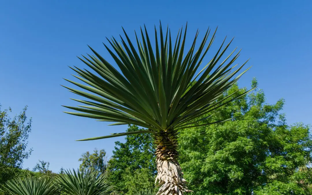 Yucca Spanish Dagger