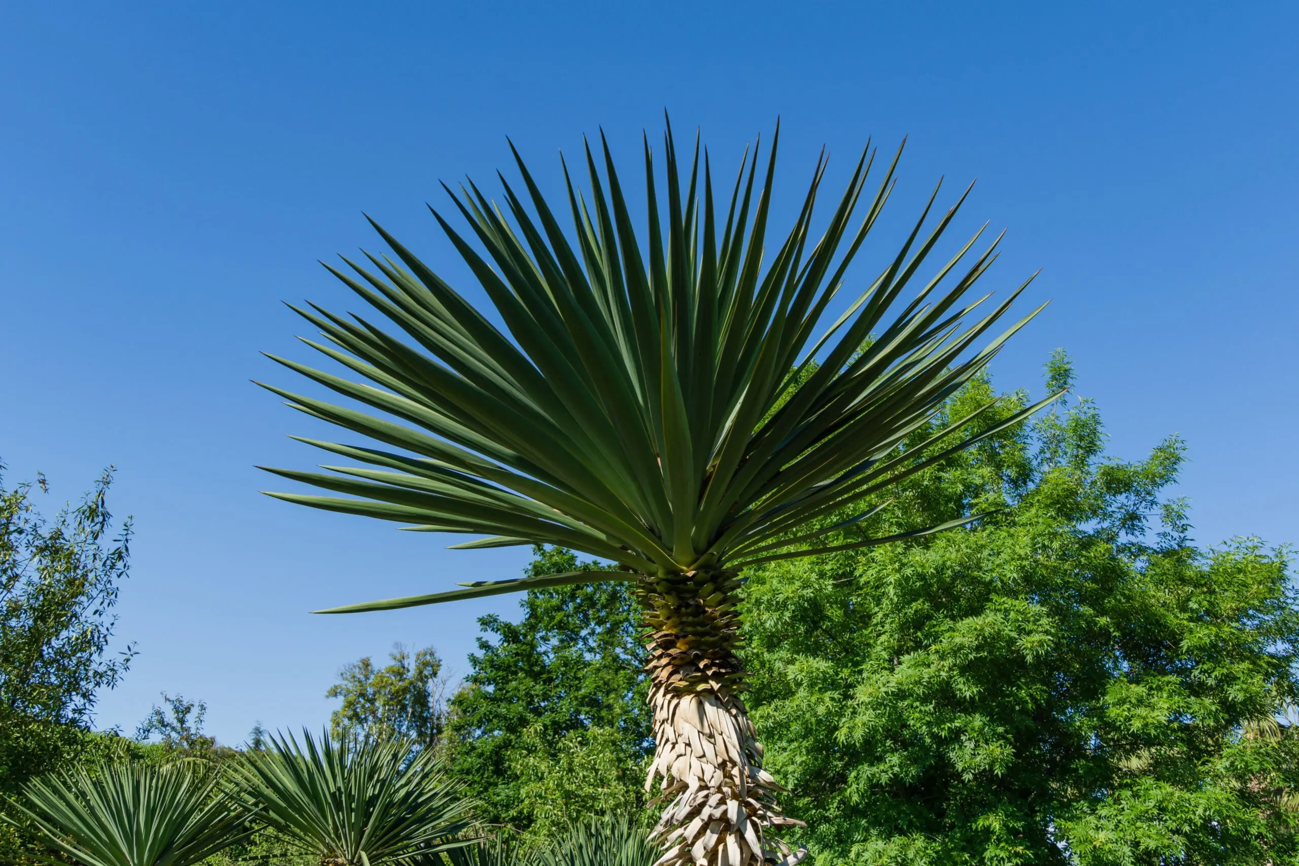 Spanish Dagger Yucca: A Bold, Low-Maintenance Addition to Midland Landscapes