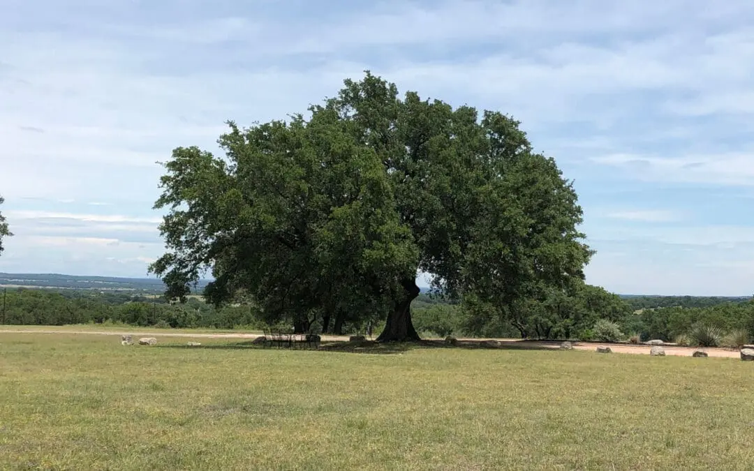 Plant Spotlight: Live Oak (A West Texas Workhorse Tree)