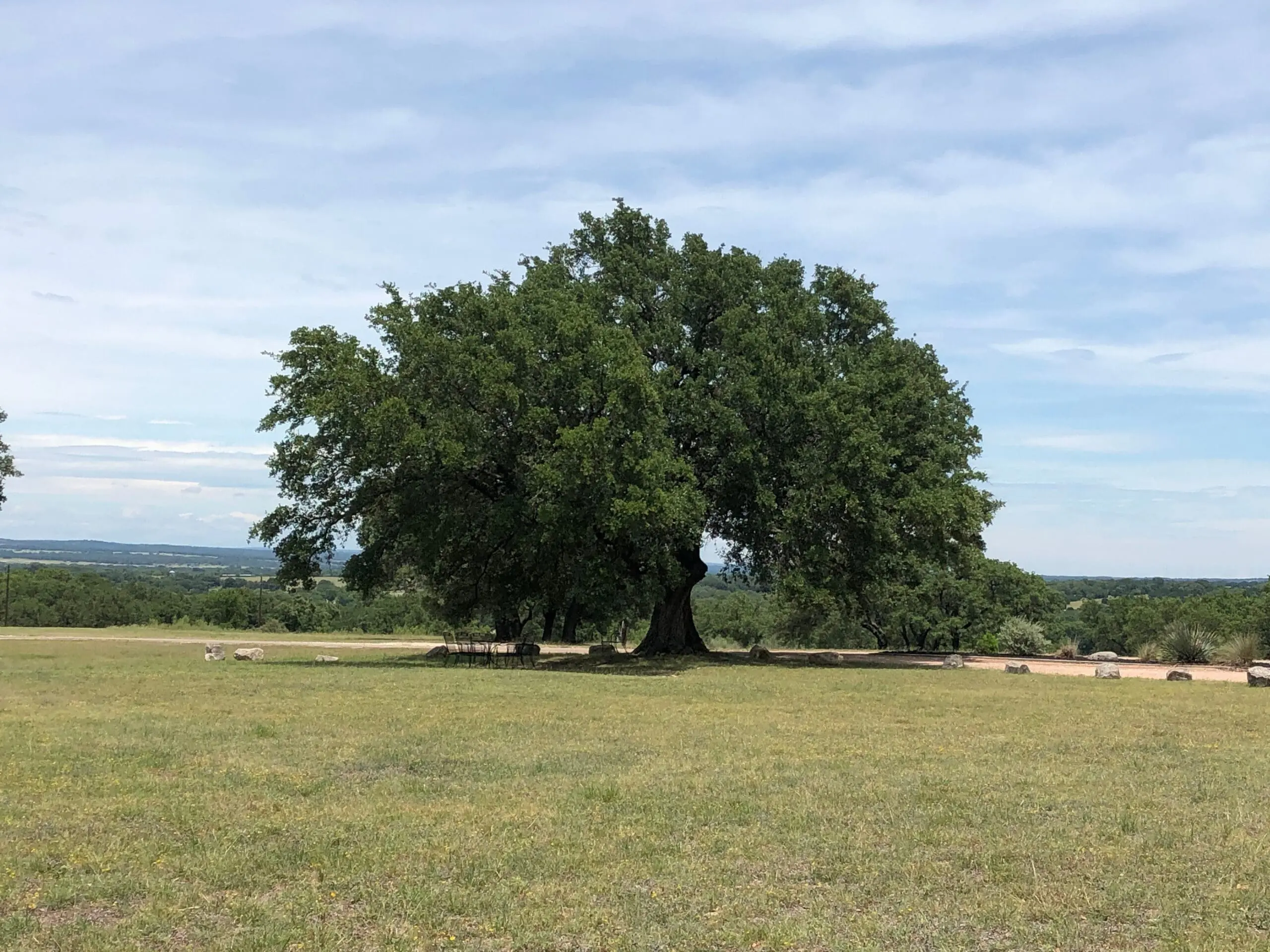 Plant Spotlight: Live Oak (A West Texas Workhorse Tree)
