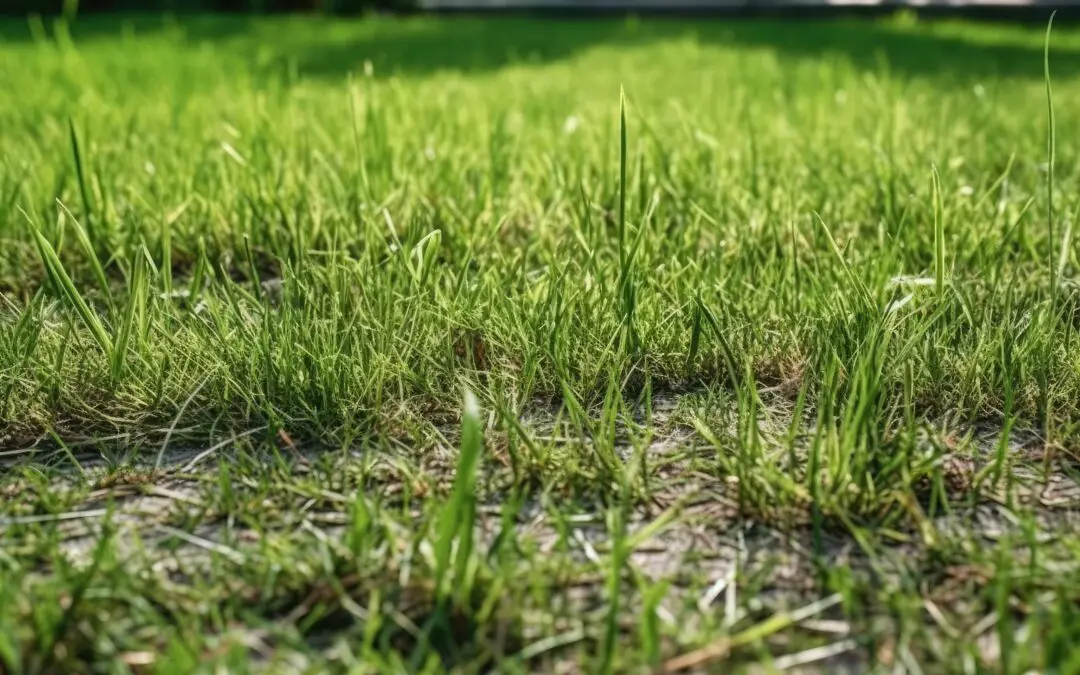 Salt Stress from Well Water: It’s Hurting Your Trees