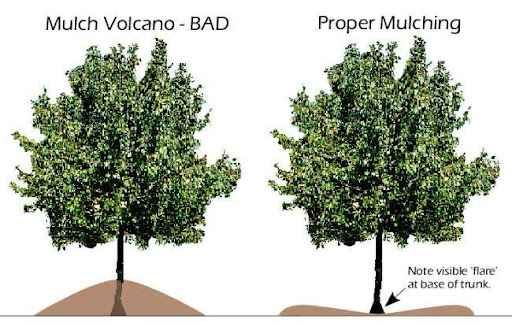 The Benefits of Mulching