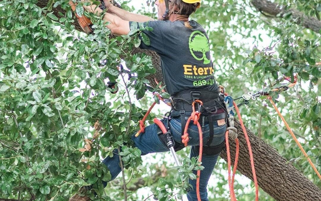 Professional Tree pruning service.