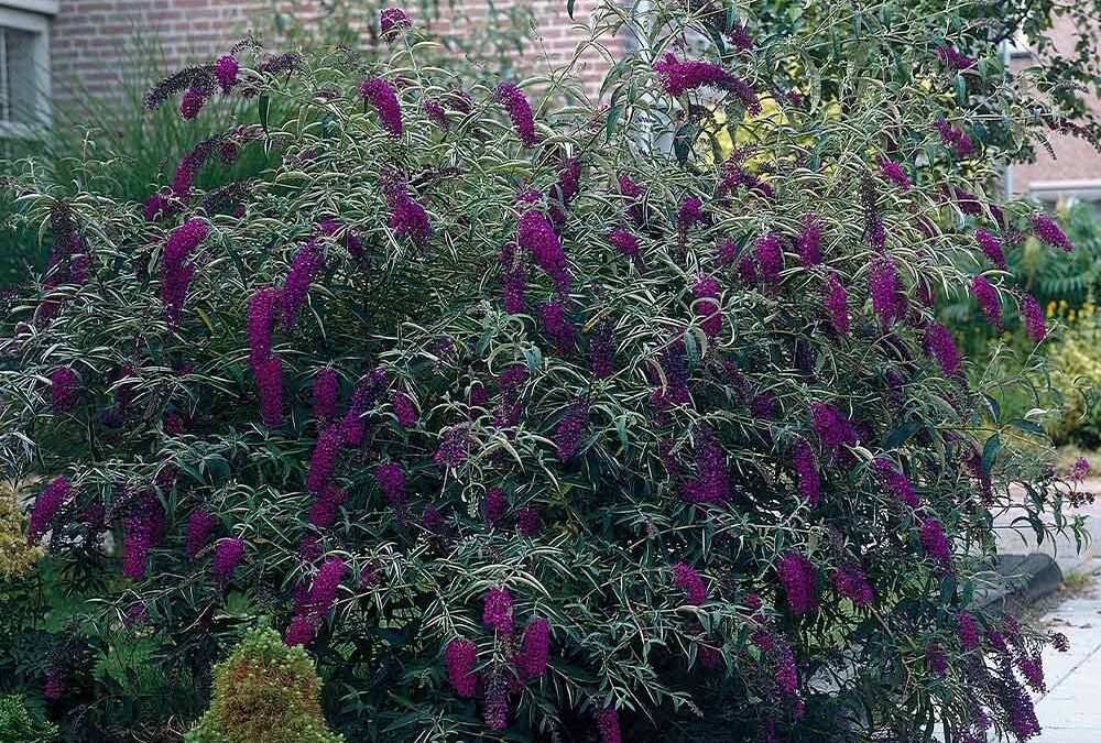 The Beauty of Butterfly Bushes in Midland, Texas