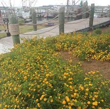 Adding Vibrancy to Your West Texas Garden: The Beauty of Lantana