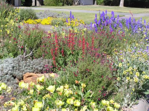 Embracing the Beauty of West Texas Perennials