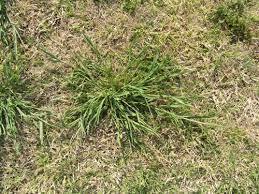 Conquering the Invasion: Effective Strategies to Get Rid of Rescue Grass