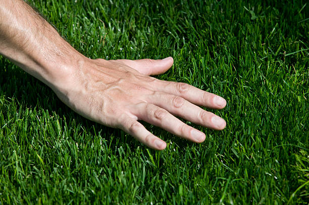 The Hidden Gems Below: Exploring the Benefits of Micronutrients in Lawn Soil