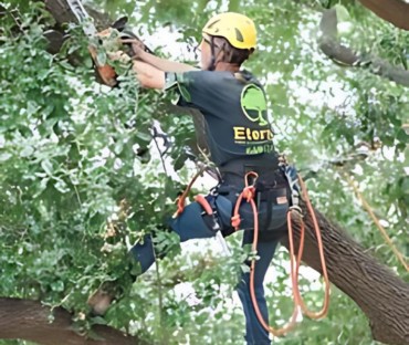 Certified Arborist can make educated plans for the health of your tree.