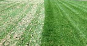 Dethatching a lawn is beneficial in many ways.