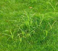 Nutsedge in turf grass.