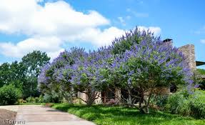 Vitex Trees: Embracing their Beauty in Midland, TX