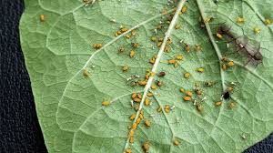 Battling Aphids in Midland, TX: Tips for Gardeners