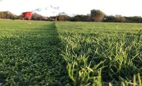 Maximizing Your Lawn’s Potential: The Use of Plant Growth Regulators in Midland, TX