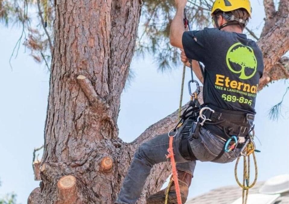 Certified Arborist utilizing ropes to safely navigate pruning this Pine Tree.