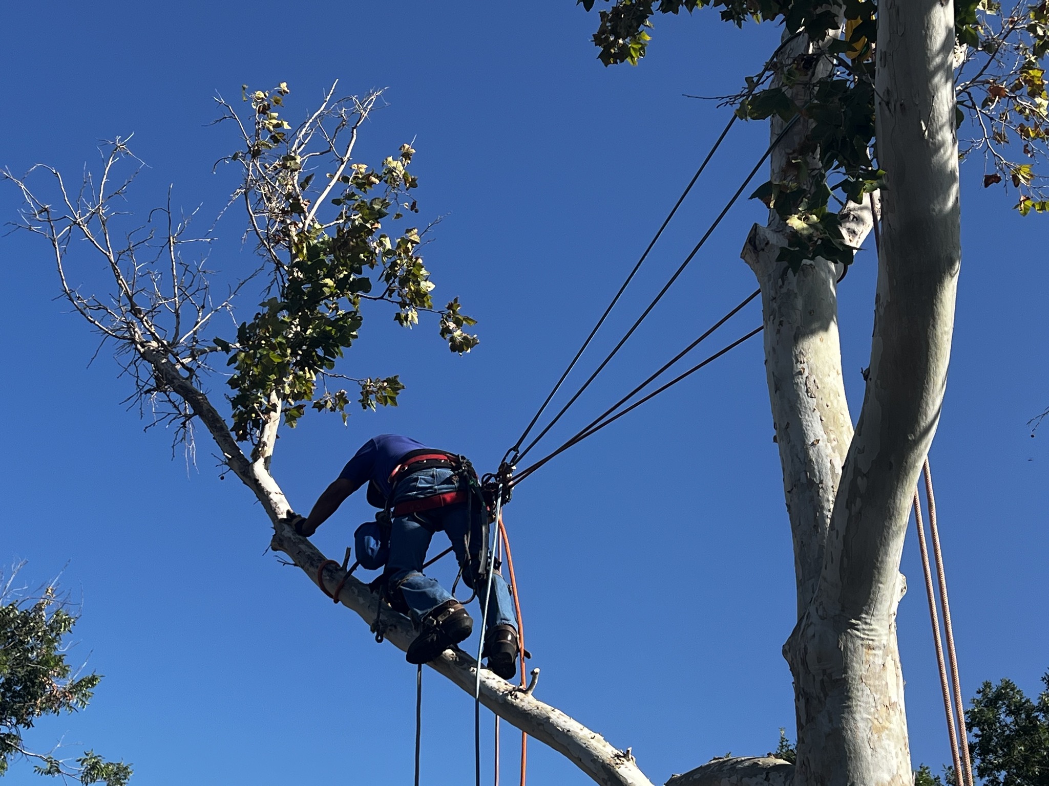 Tree removal is sometimes necessary to protect your home and family.