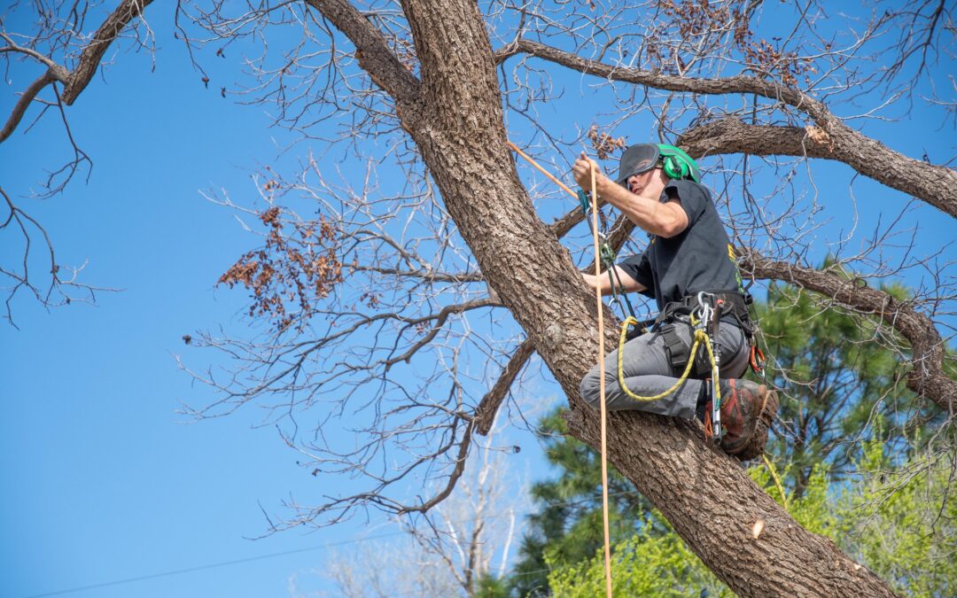 Taming the Texas Landscape: The When and Why of West Texas Tree Pruning