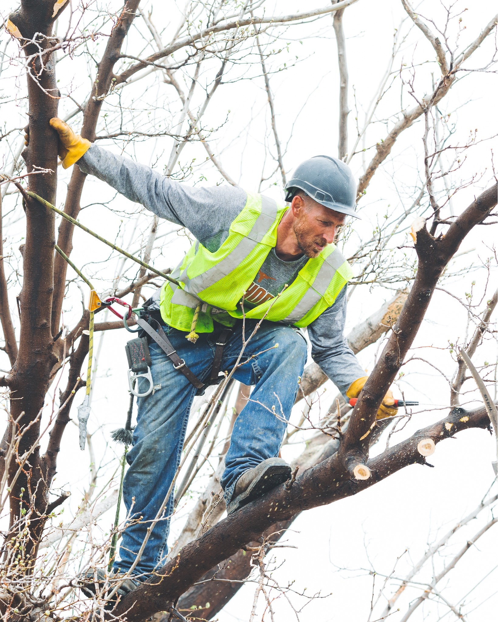 Pruning trees is an art and Eternal Tree's arborists are artists.