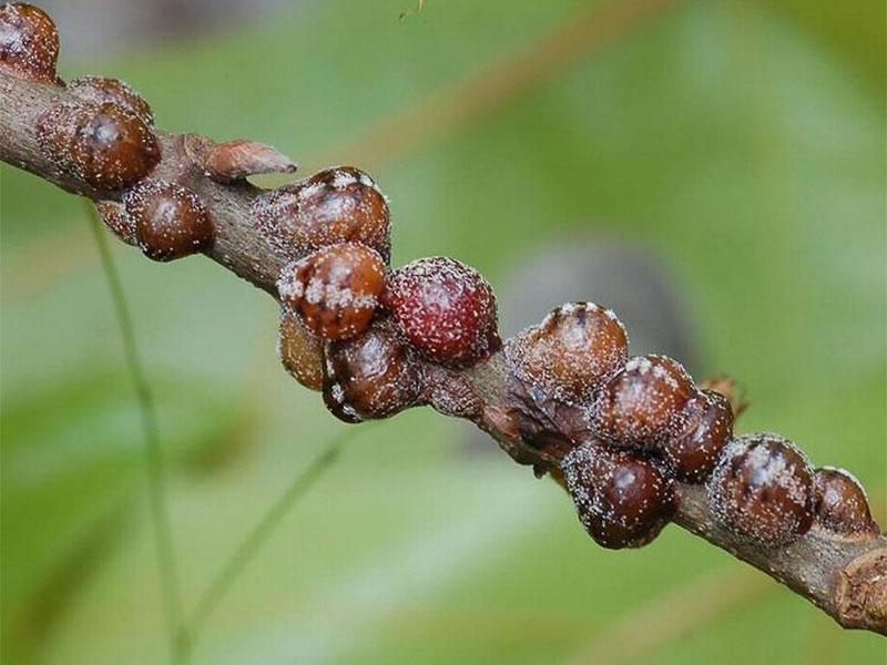 Battling Scale Insects in West Texas: A Guide to Treatment and Prevention