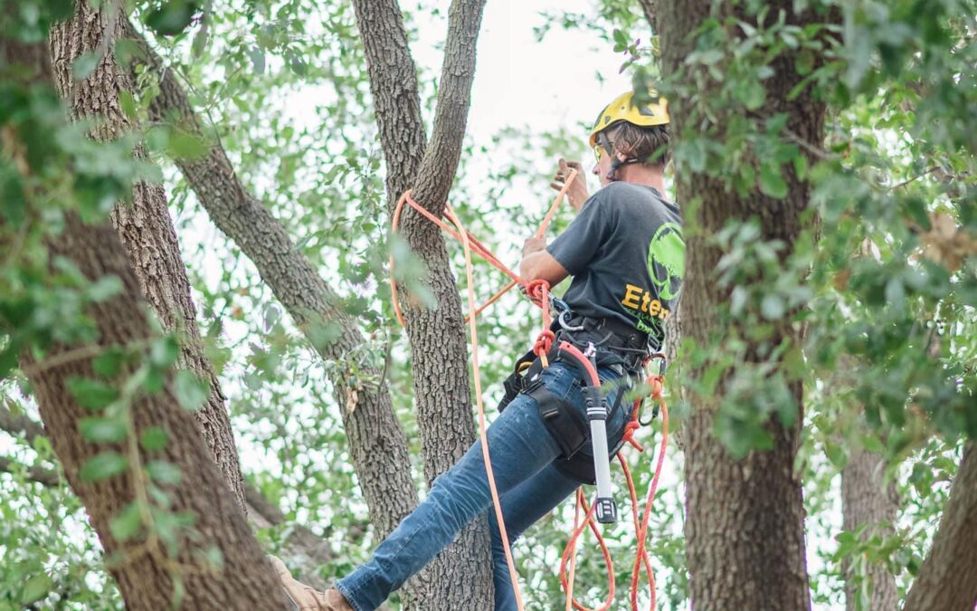 Tree trimming in Midland, TX.