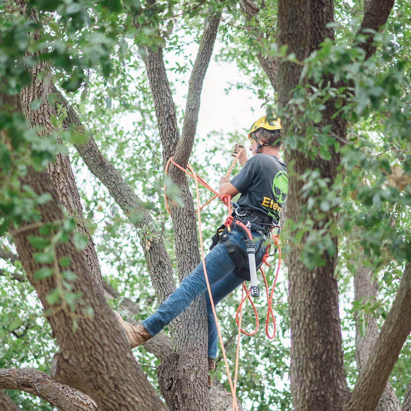 Tree trimming in Midland, TX.