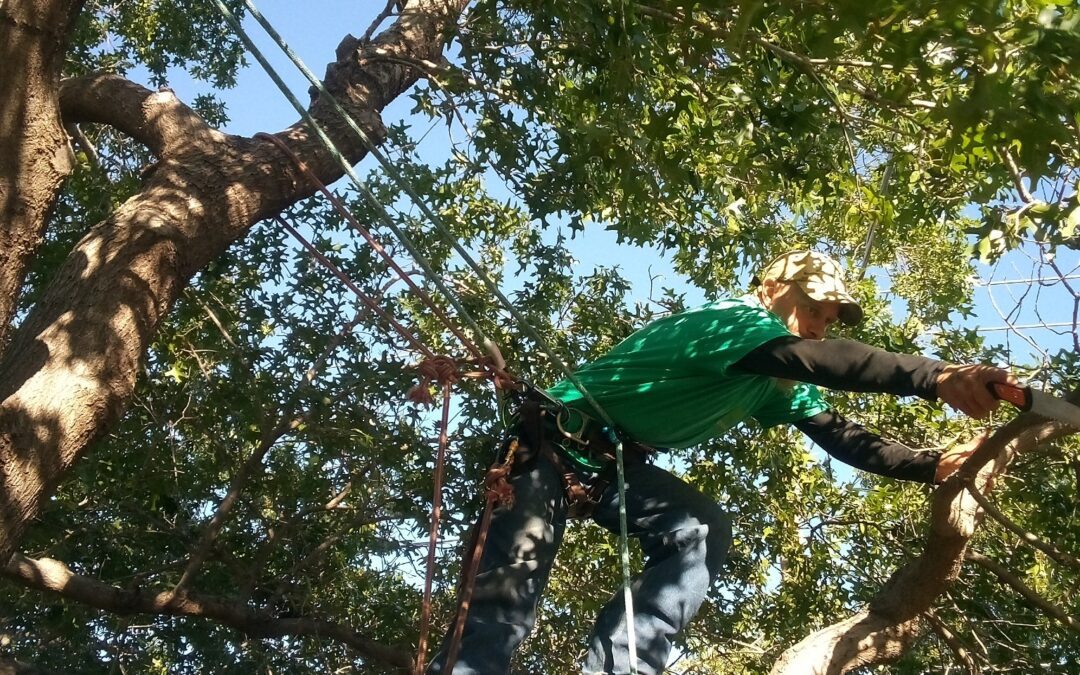 “Tree Pruning Secrets Revealed: Don’t Make These Common Mistakes!”